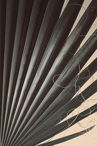 Fan Palm Detail 2 Art Print