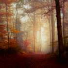 Fall Hike Art Print