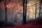 Forest Dream Art Print