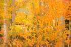 North Lake Aspen Art Print