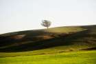 OneTree Hill Art Print