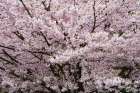 Stanley Park Cherry Tree Blossoms Art Print