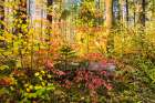 Dogwood Dreams Art Print