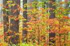 Dogwood In Fall Art Print