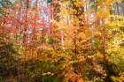 Forest Light Art Print