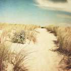 Sandy Path Art Print