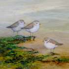 Snowy Plovers Trio Art Print