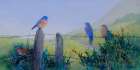 Bluebird Trio and a Sparrow Art Print