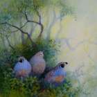 Quail Trio Art Print