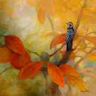 Woodpecker And Persimmons Art Print