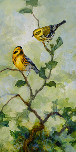 Townsends Warblers Art Print