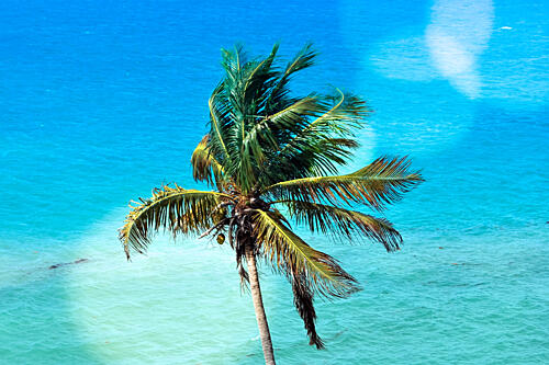 Palm Coast Art Print