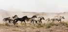 Horses On The Run Art Print