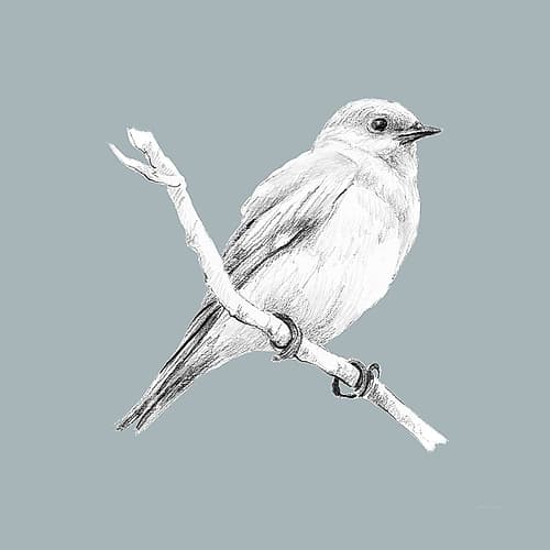 Bird Study on Blue I Art Print