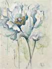 Fresh Poppies I