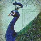 Parisian Peacock II Art Print