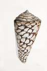 Modern Shell II