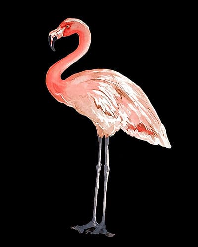 Flamingo on Black I Art Print