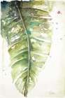 Watercolor Plantain Leaves I