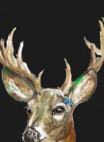 Deer On Black Wildlife Print