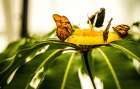 Spring Butterflies Art Print