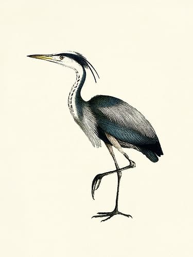 Bird I on Cream Art Print
