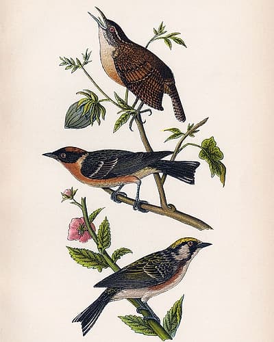 Bird Branch Art Print