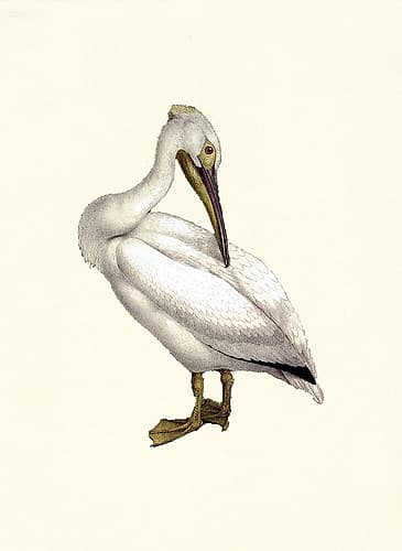 Bird IV on Cream Art Print