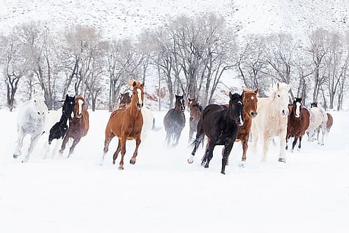 Winter Run Art Print