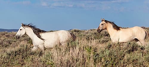 Trotting Trough The Field Art Print