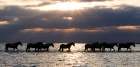 Camergue Horses At Dawn Art Print