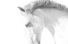 White Horse Art Print