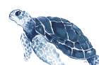 Turtle in the Blues Art Print