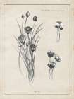 Latin Botanicals III Art Print