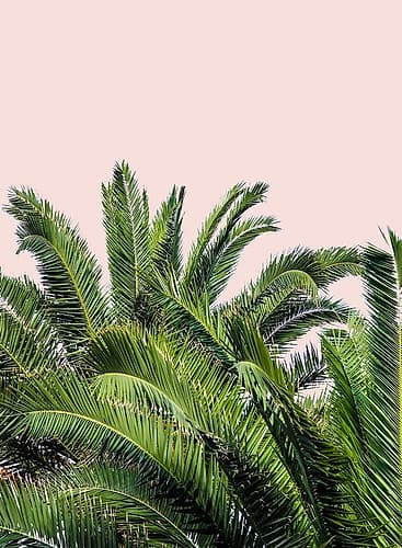 Tropical Leaves on Blush II Art Print by Acosta