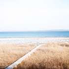 Grassy Shore Art Print