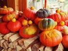 Pumpkins over Wood Art Print