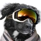 Fidos Ski Trip Square Art Print