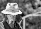 Cowboy Dog Art Print
