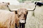 Bull Portrait Art Print