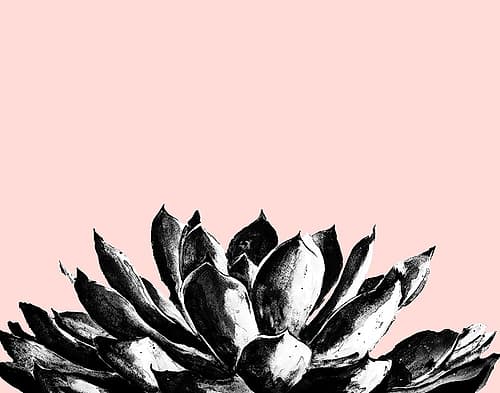 Agave on Blush Nature Print