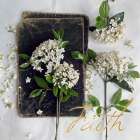 Faith Blooms Art Print
