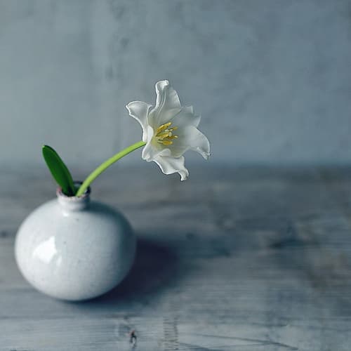 Single Bloom Art Print by Sarah Gardner