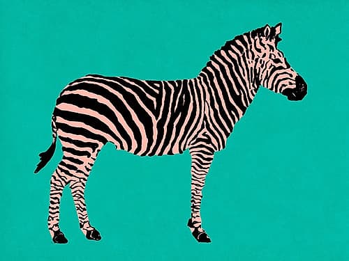 Zebra on Teal Global Print