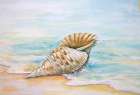 Queen Conch Art Print