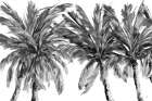 View Of The Palms Art Print