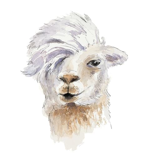 Comb Over Llama Art Print
