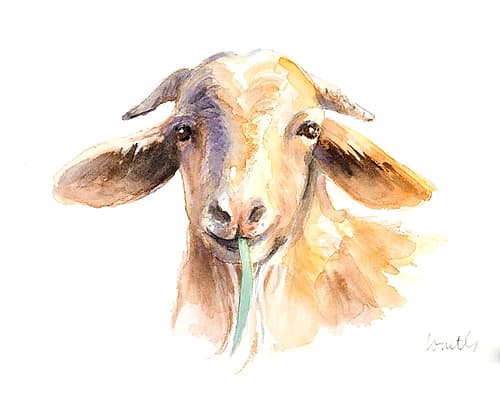 Goat IV Art Print
