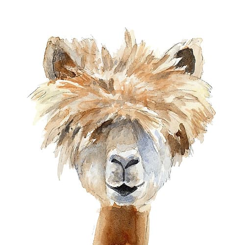 Llama with Bangs Wildlife Print