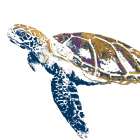 Golden Navy Turtle II Art Print